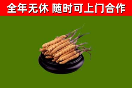 扎鲁特回收散虫草
